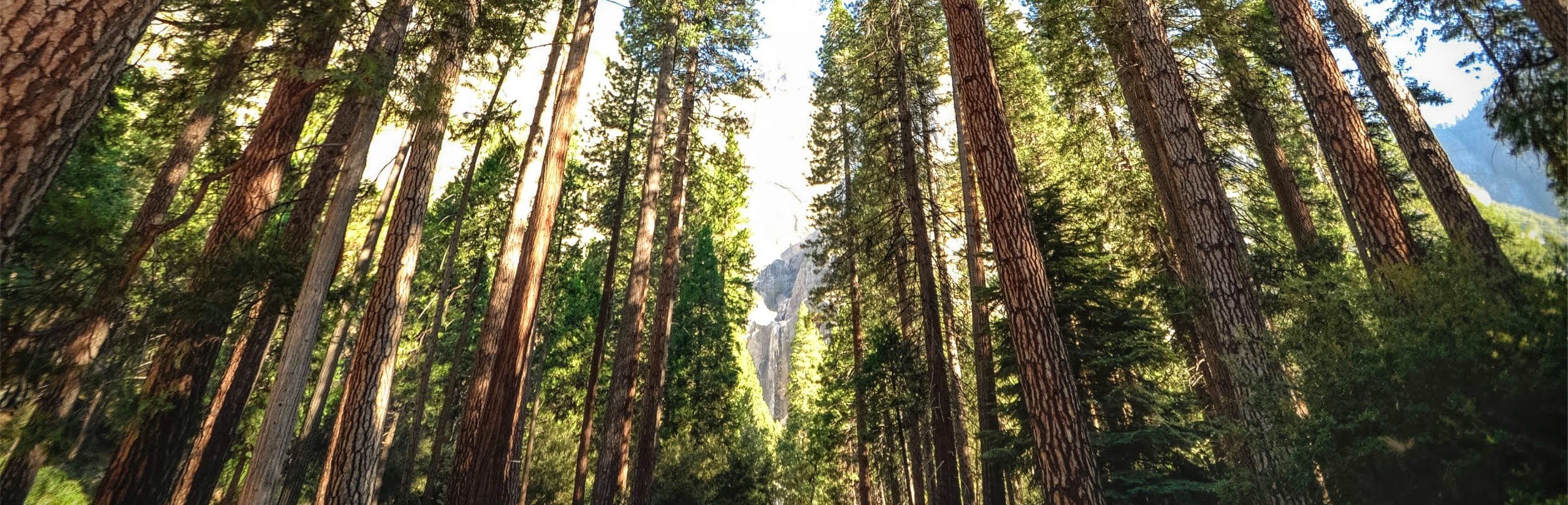 OfferingTree: What we do