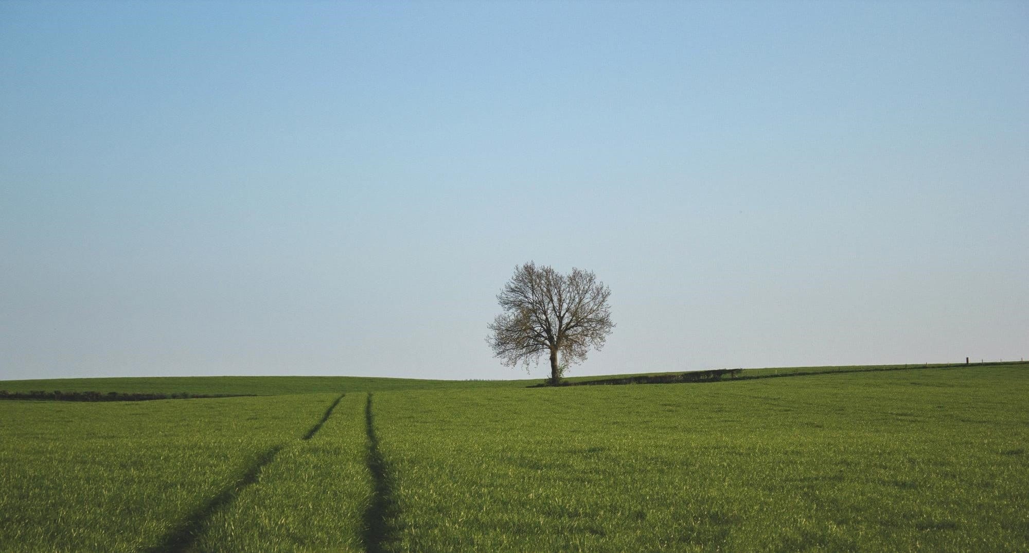 New Features: Text editing and schedule embedding. Tree in middle of a field.